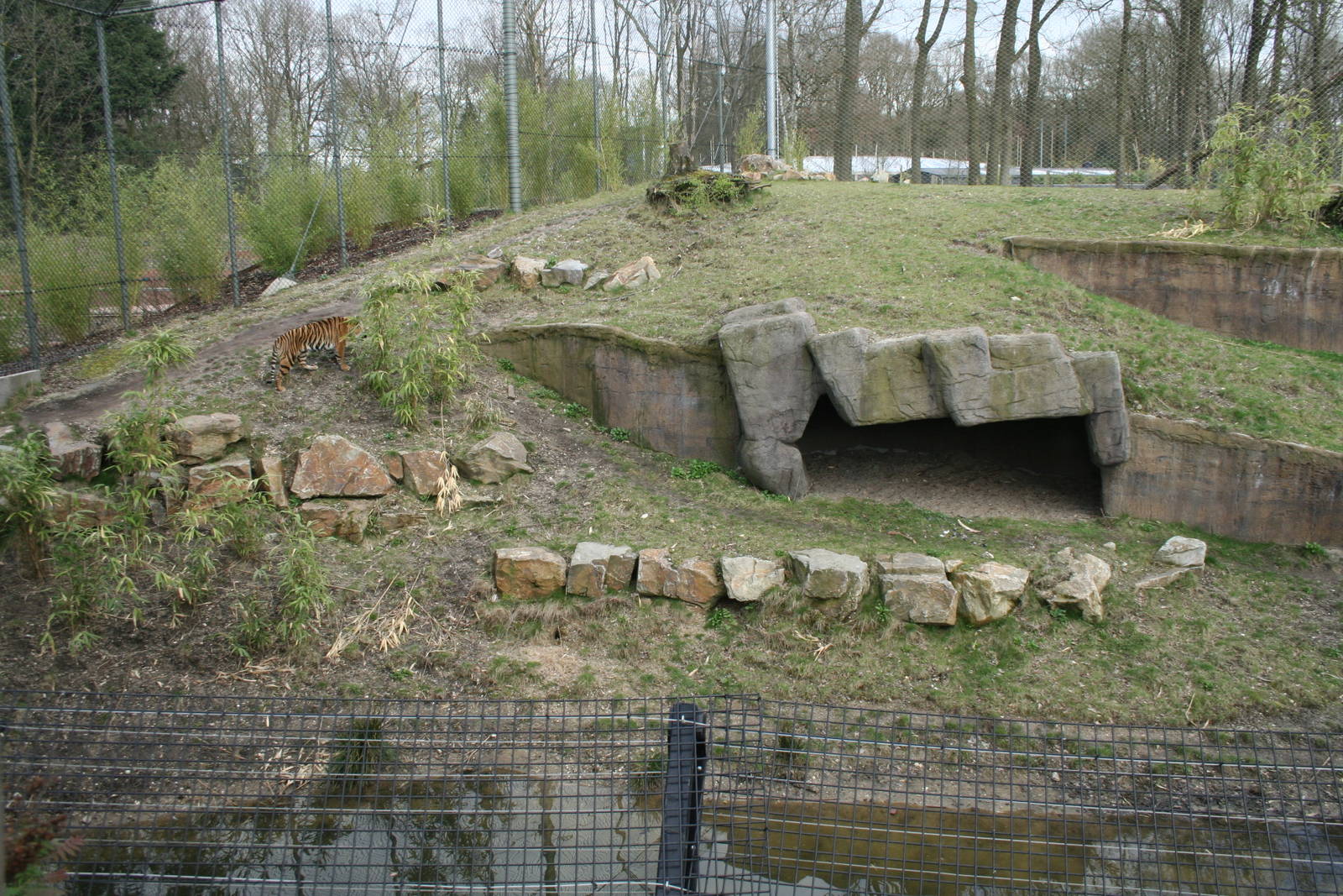 Sumatan tiger exhibit 4
