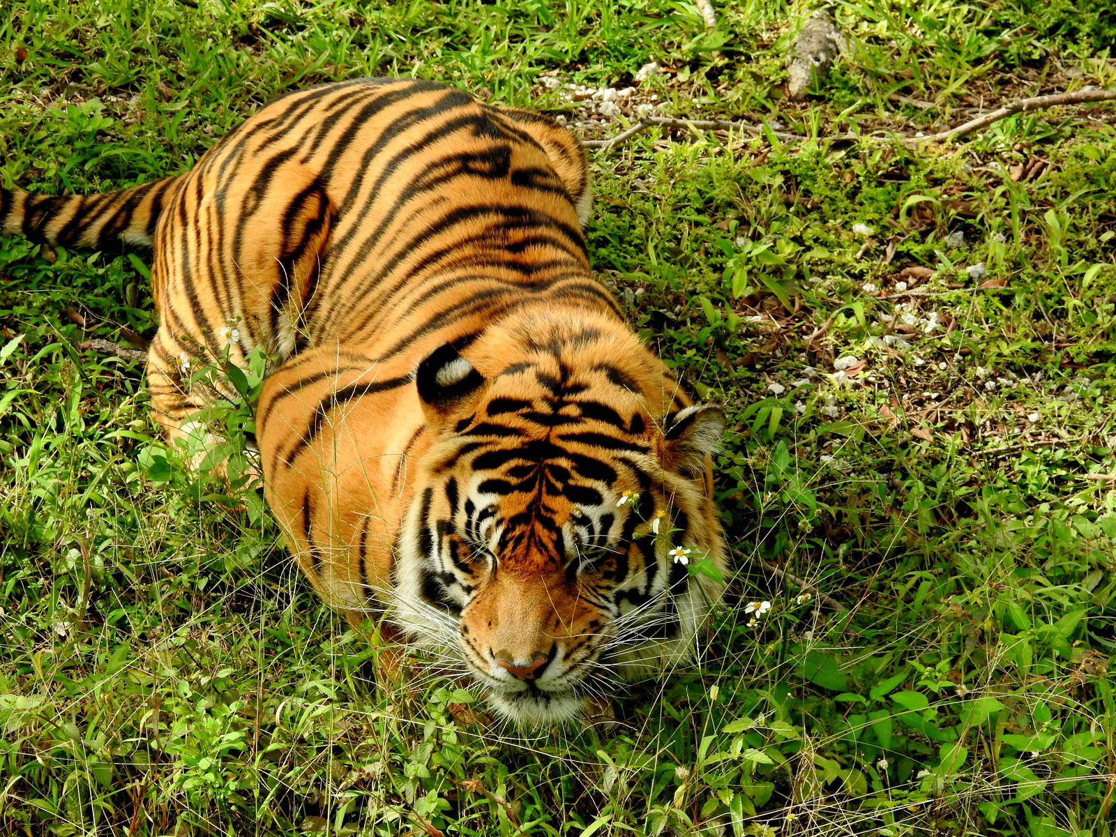 Sumataran Tiger