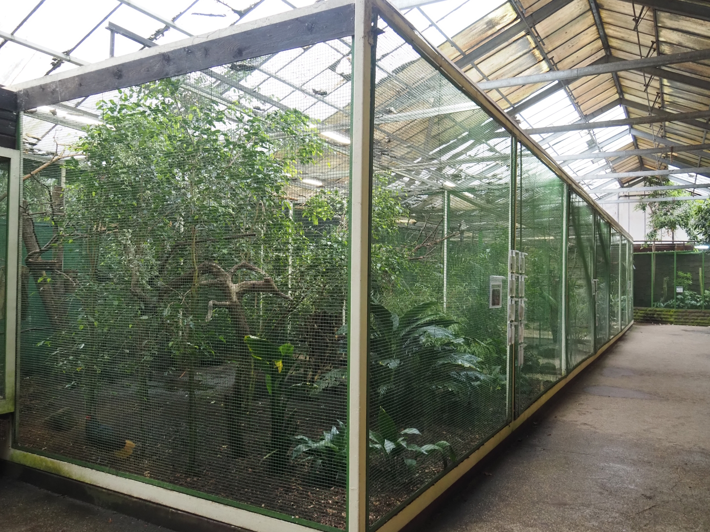 Sumatra aviary, 2024-05-22