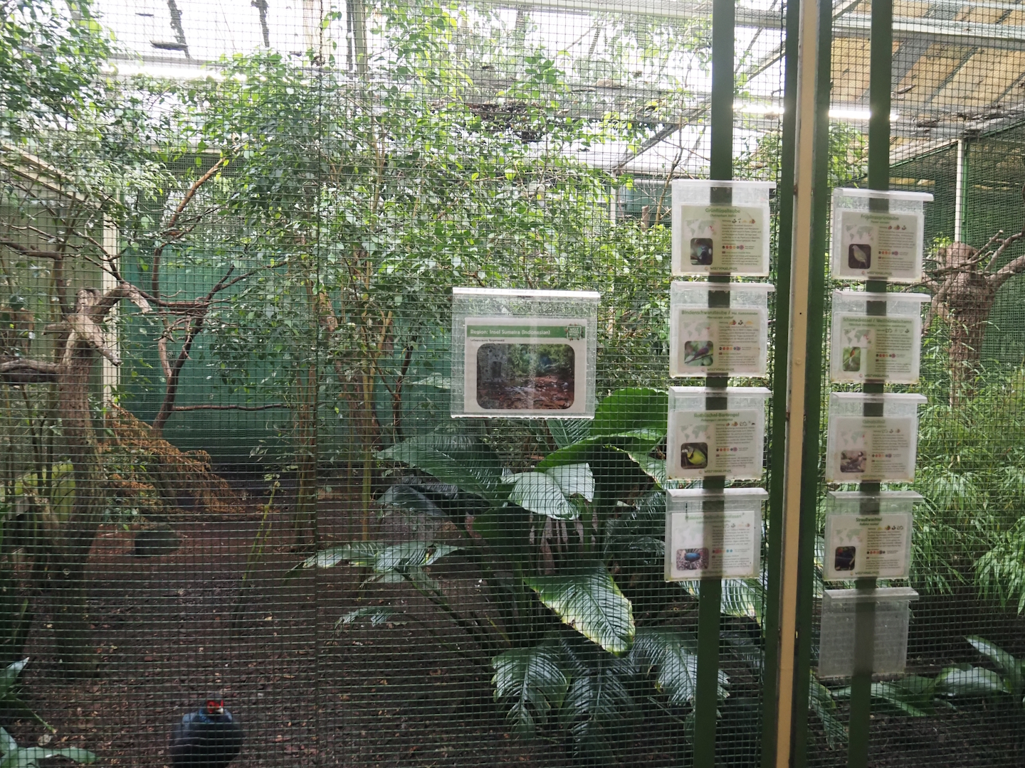 Sumatra aviary, 2024-05-22