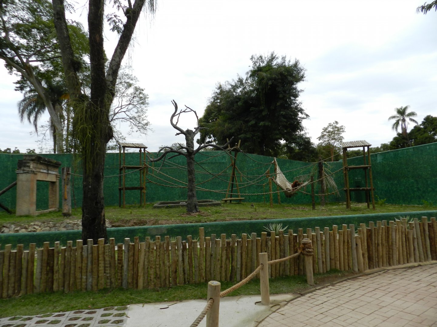 Sumatra exhibit - BioParque do Rio