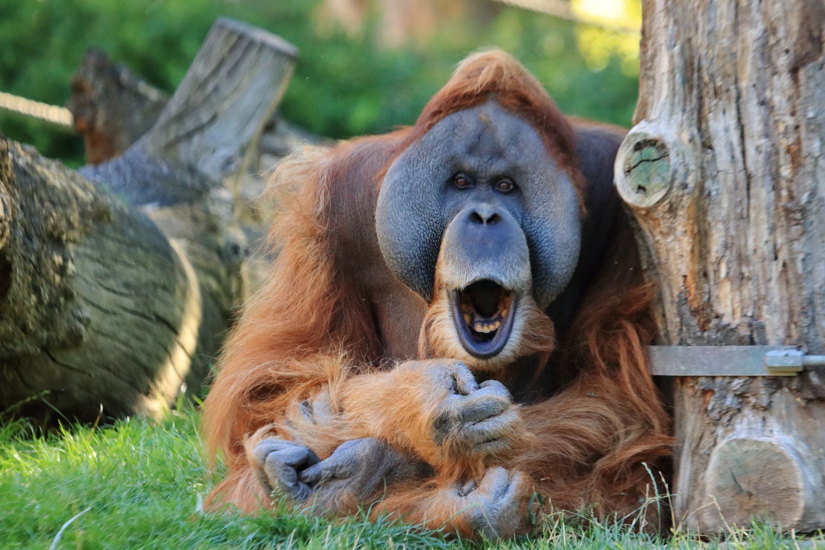 Sumatra orang-utan (August 2020)