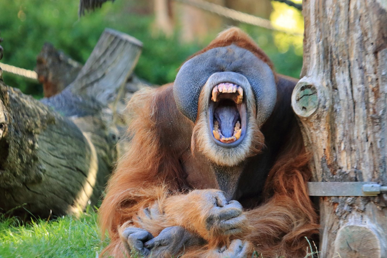 Sumatra orang-utan (August 2020)
