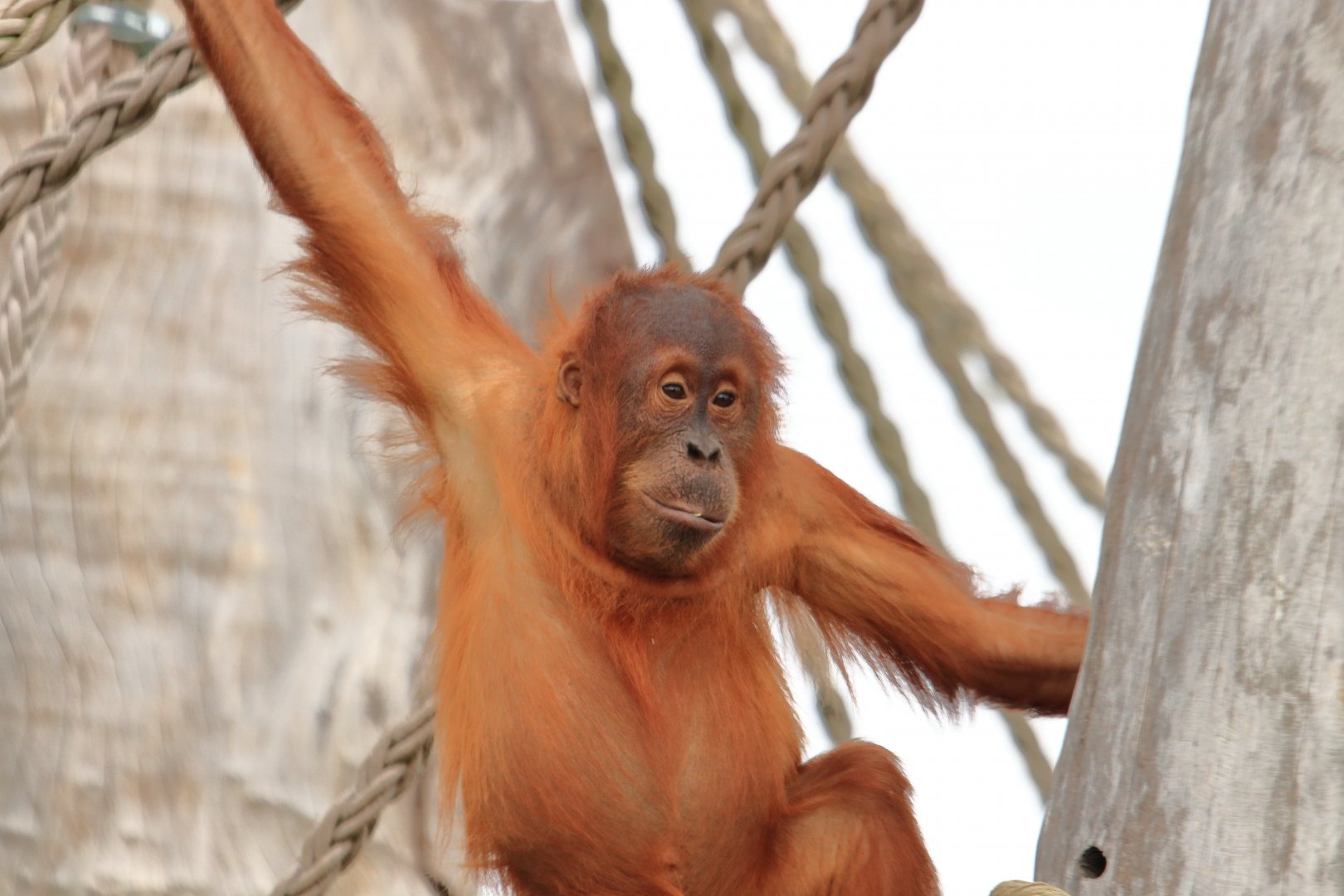 Sumatra orang-utan