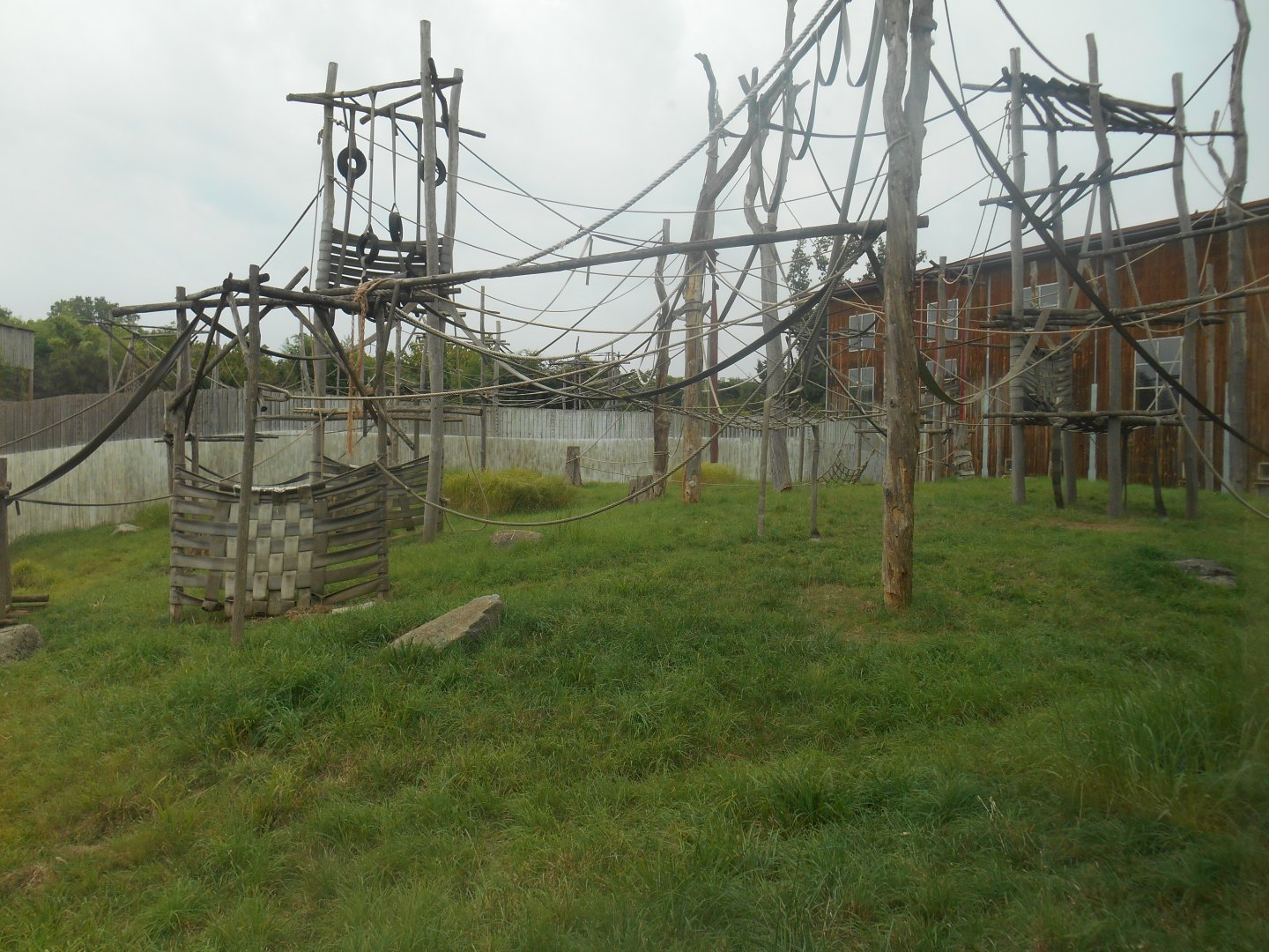 Sumatra Orangutans and Asian Small-clawed Otter Exhibit