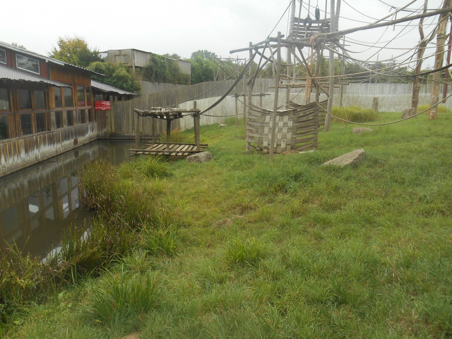 Sumatra Orangutans and Asian Small-clawed Otter Exhibit