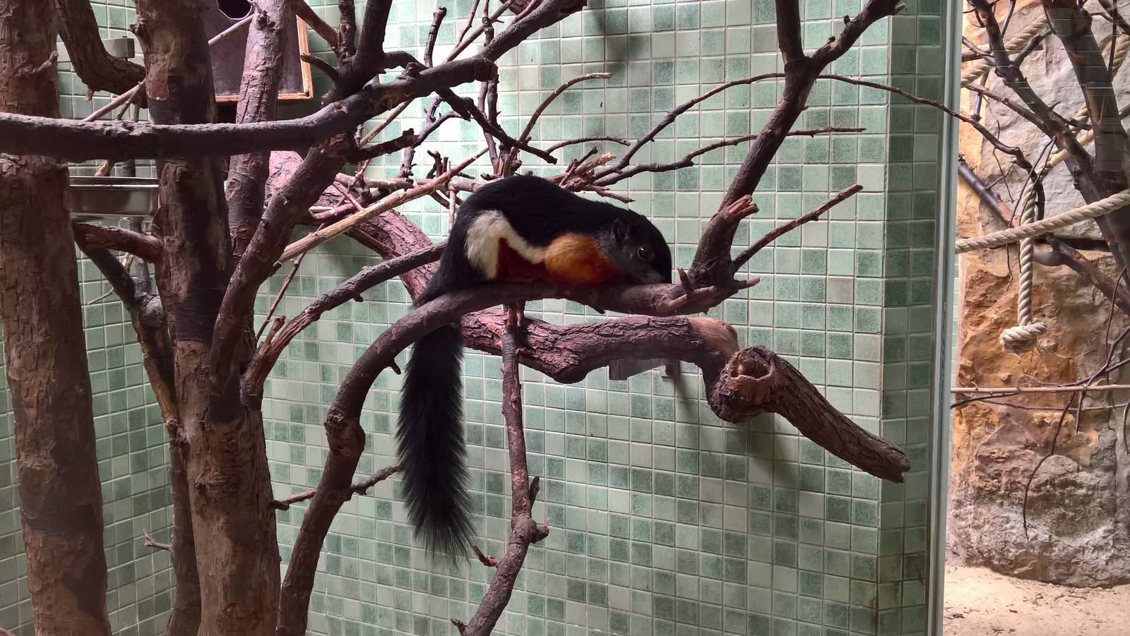 Sumatra Prevost's squirrel