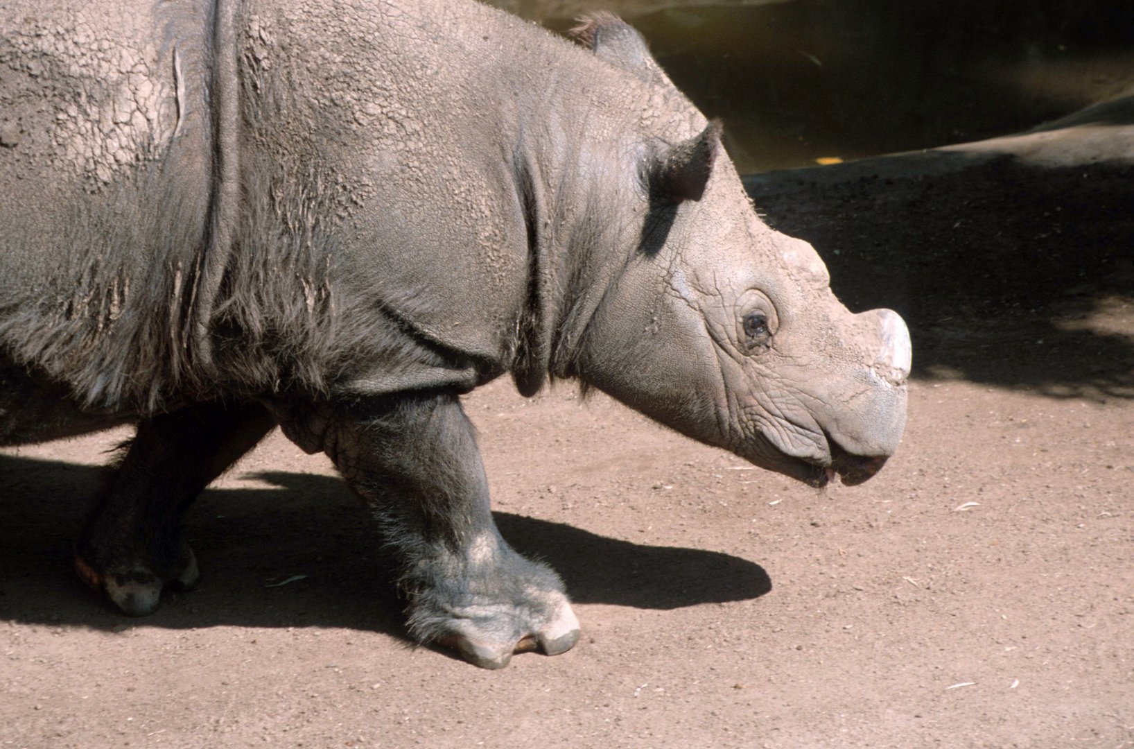 Sumatra Rhino (July 1994)