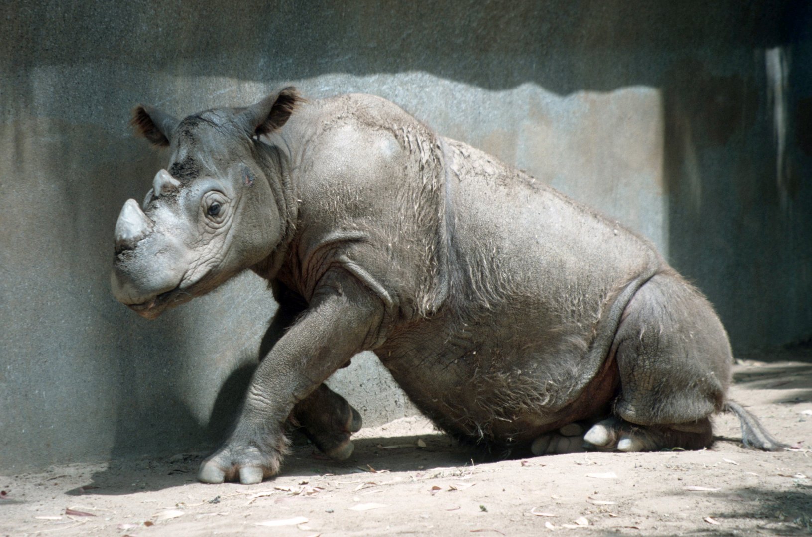 Sumatra Rhino (July 1994)
