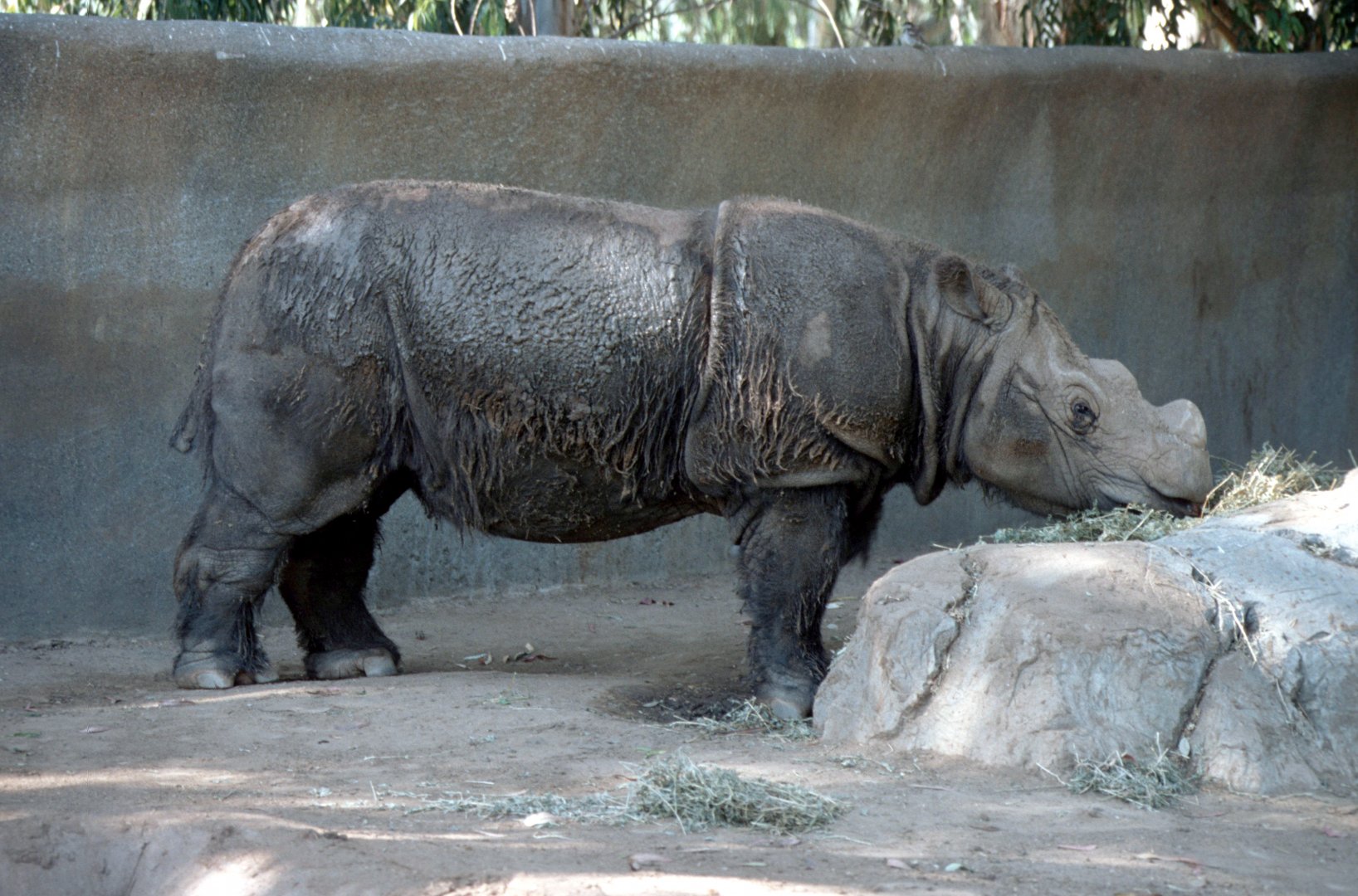 Sumatra Rhino (July 1994)