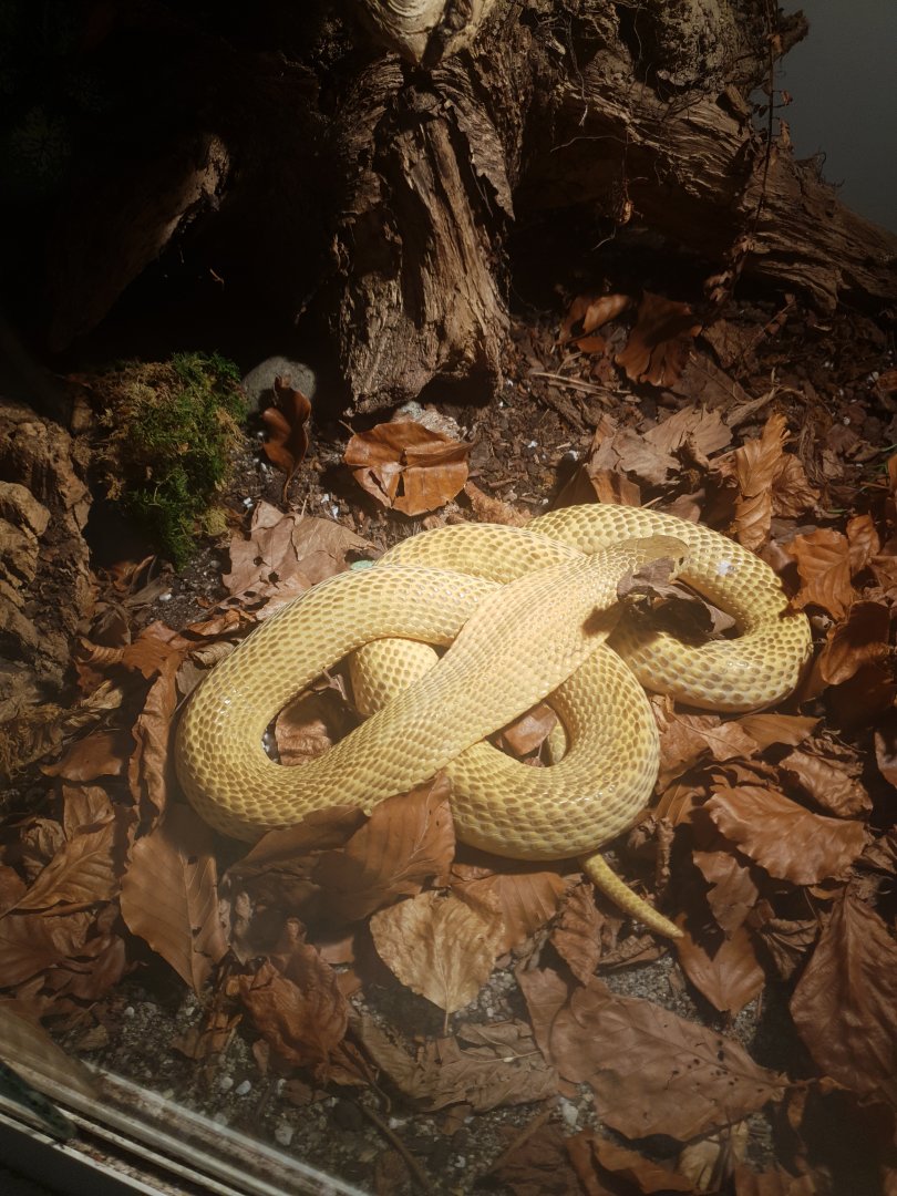Sumatra spitting cobra