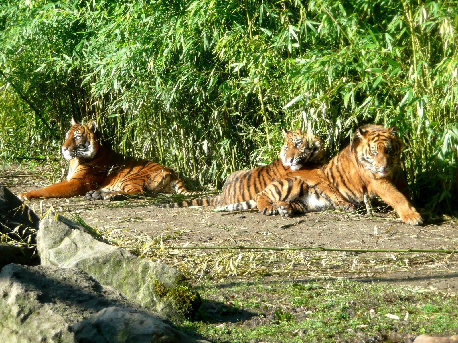 Sumatra tiger Musi with sons Gio and Vanni