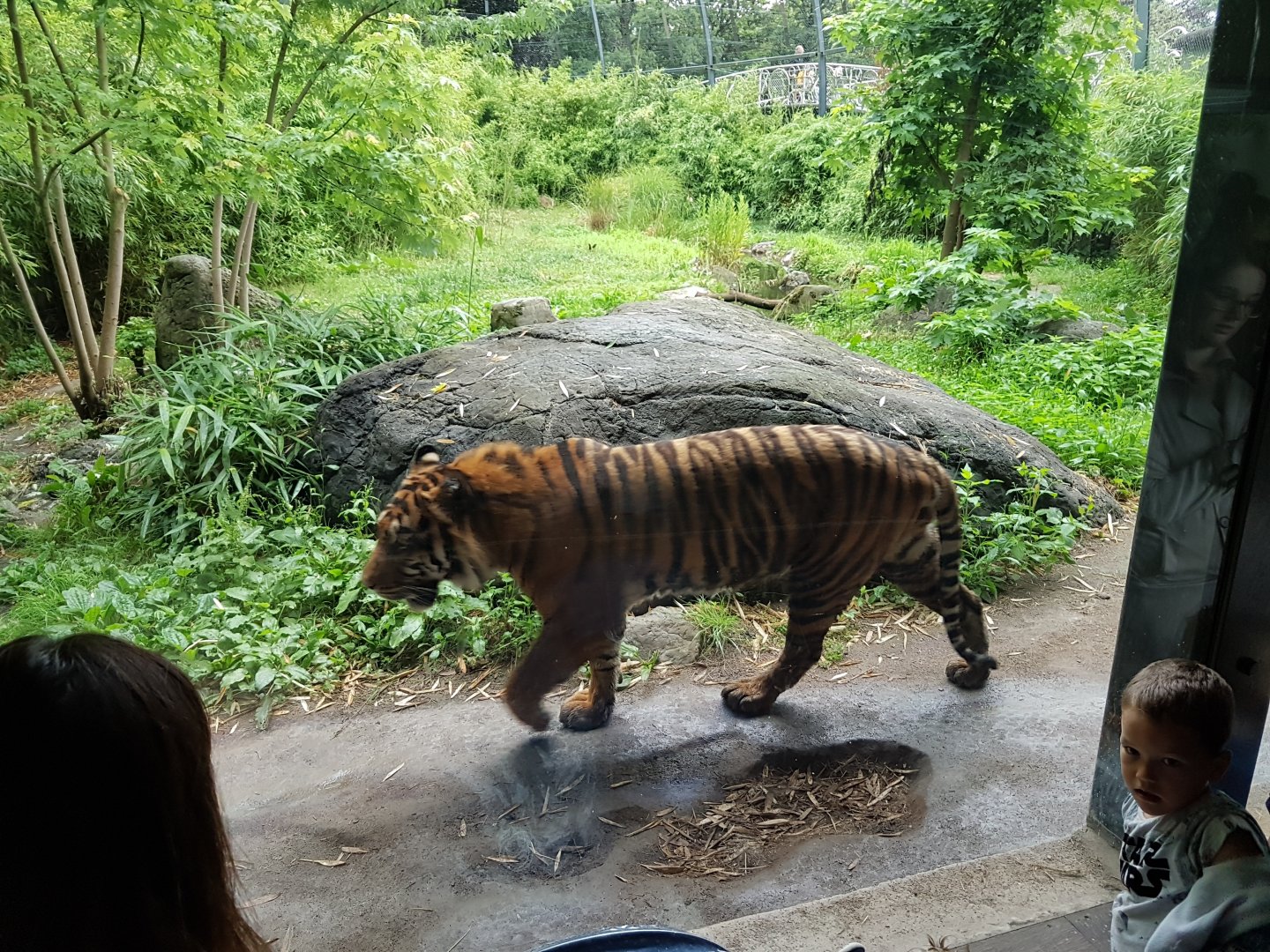 Sumatra tiger