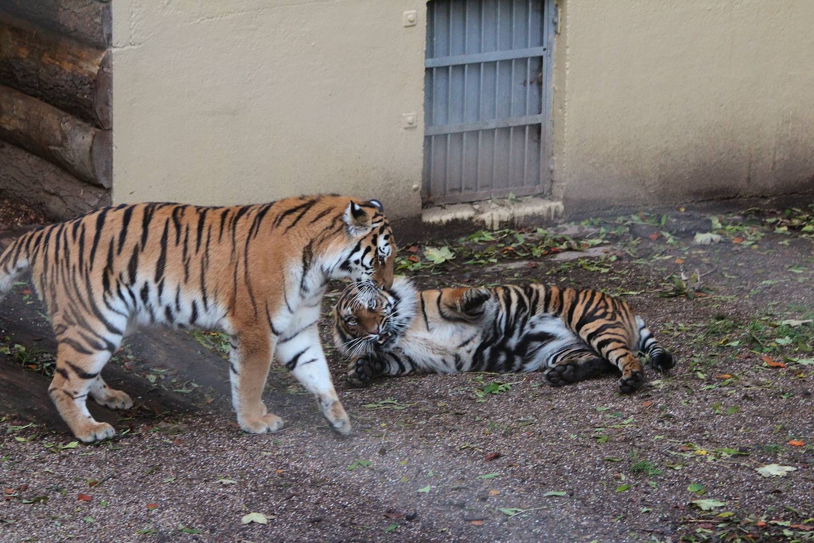 Sumatran and Amur Tiger