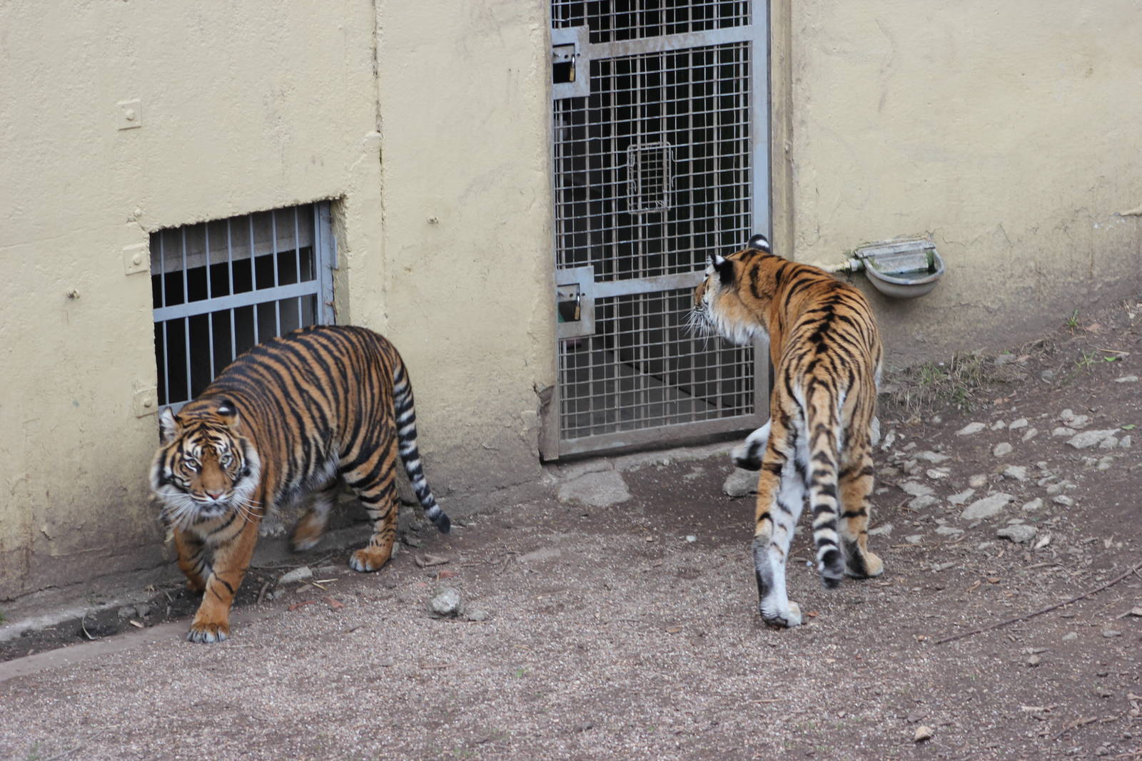 Sumatran and Amur tigers