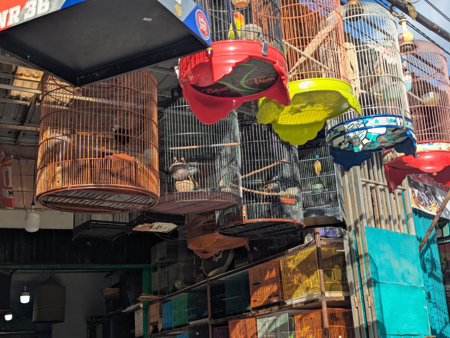 Sumatran and Sunda Laughingthrushes