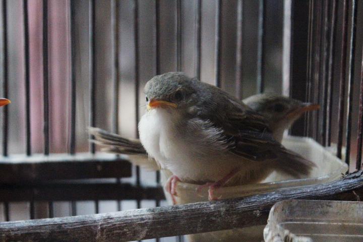 Sumatran bar-winged prinia (Prinia familiaris prinia)
