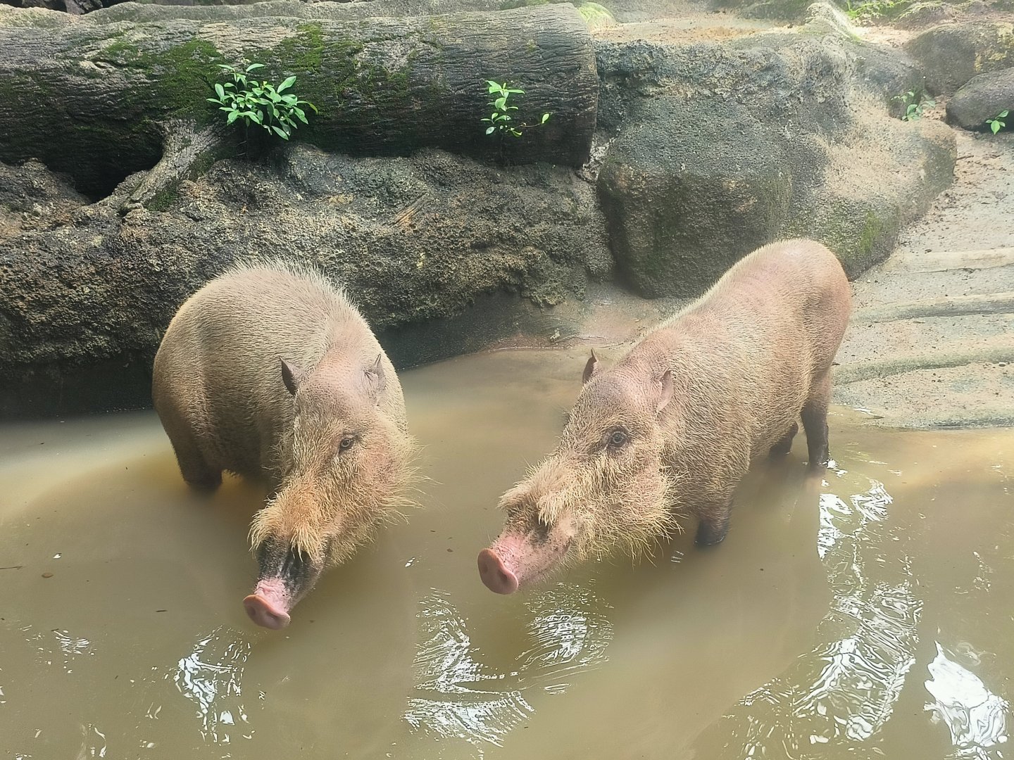 Sumatran Bearded Pig (Sus babartus oi)