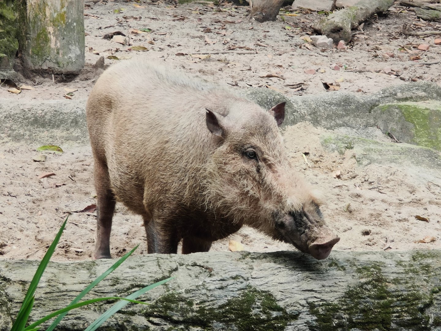 Sumatran Bearded Pig (Sus barbatus oi)