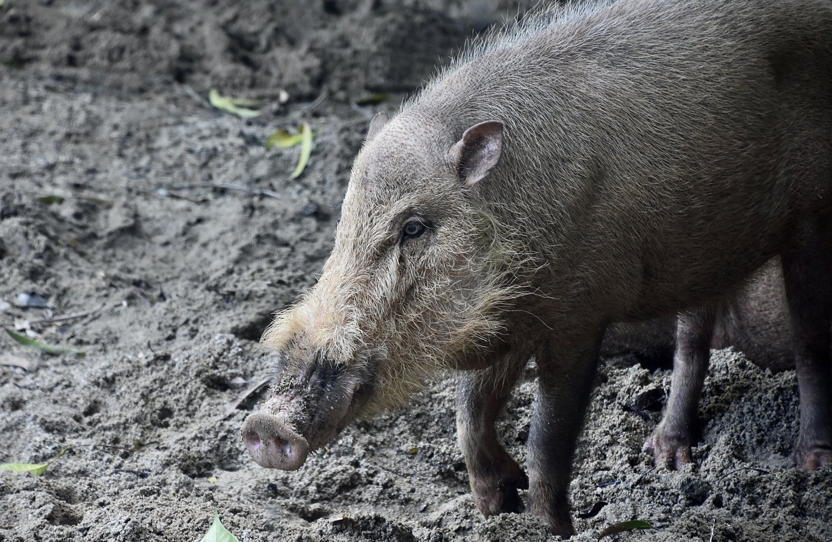 Sumatran Bearded Pig (Sus barbatus oi)