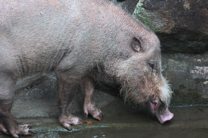 Sumatran bearded pig (Sus barbatus oi)