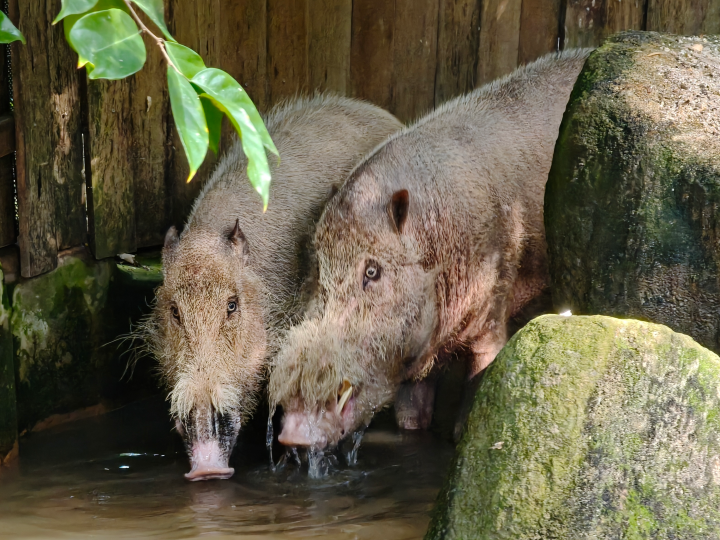 Sumatran Bearded Pig (Sus barbatus oi)