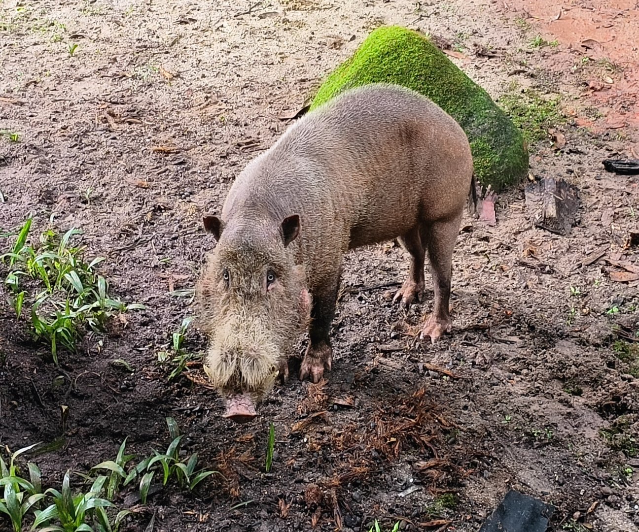 Sumatran Bearded Pig