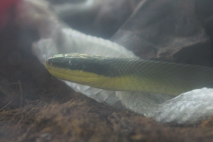 Sumatran beauty rat snake (Elaphe taeniura grabowskyi) - Taman Konservasi Sato Loka