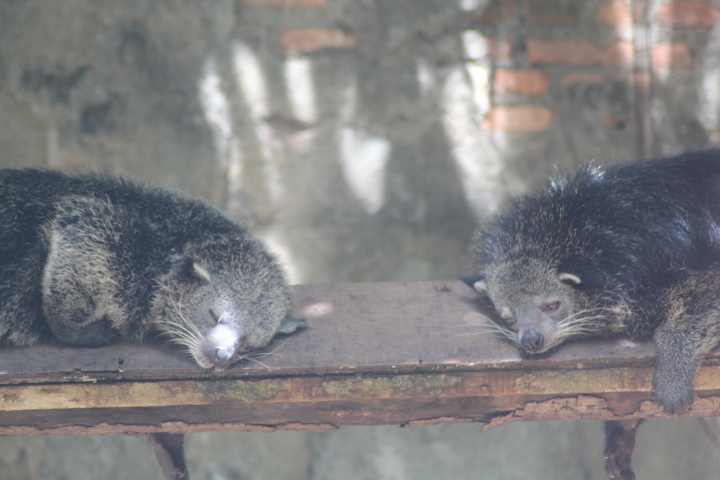 Sumatran binturong (Arctictis binturong niasensis)