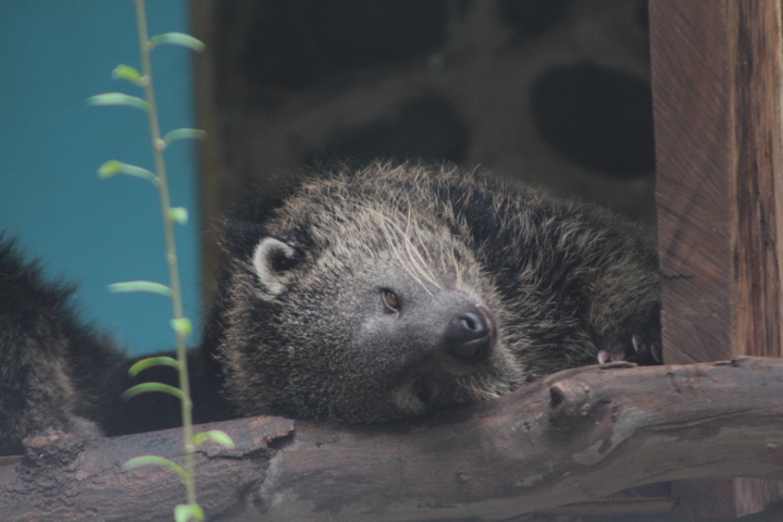 Sumatran binturong (Arctictis binturong niasensis)