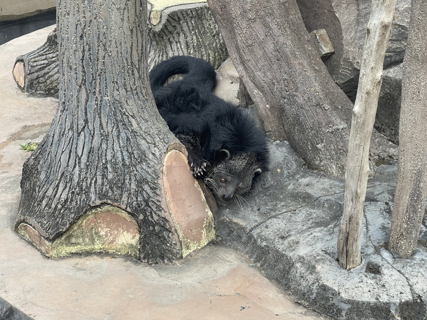 sumatran binturong (arctictis binturong)