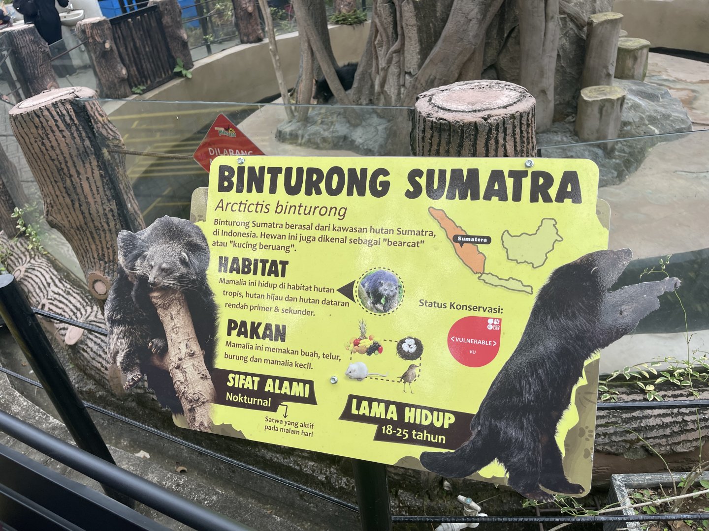sumatran binturong signage