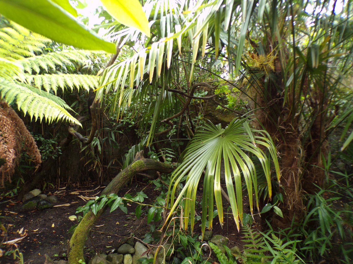 Sumatran bird walkthrough aviary 29.6.24