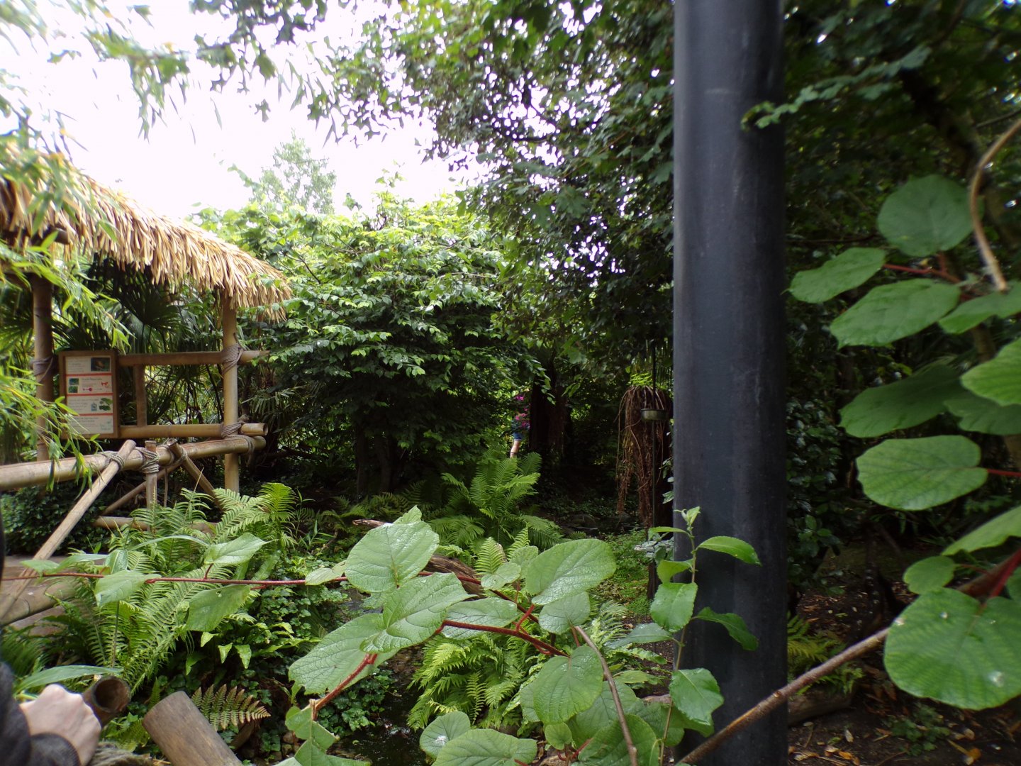 Sumatran bird walkthrough aviary 29.6.24