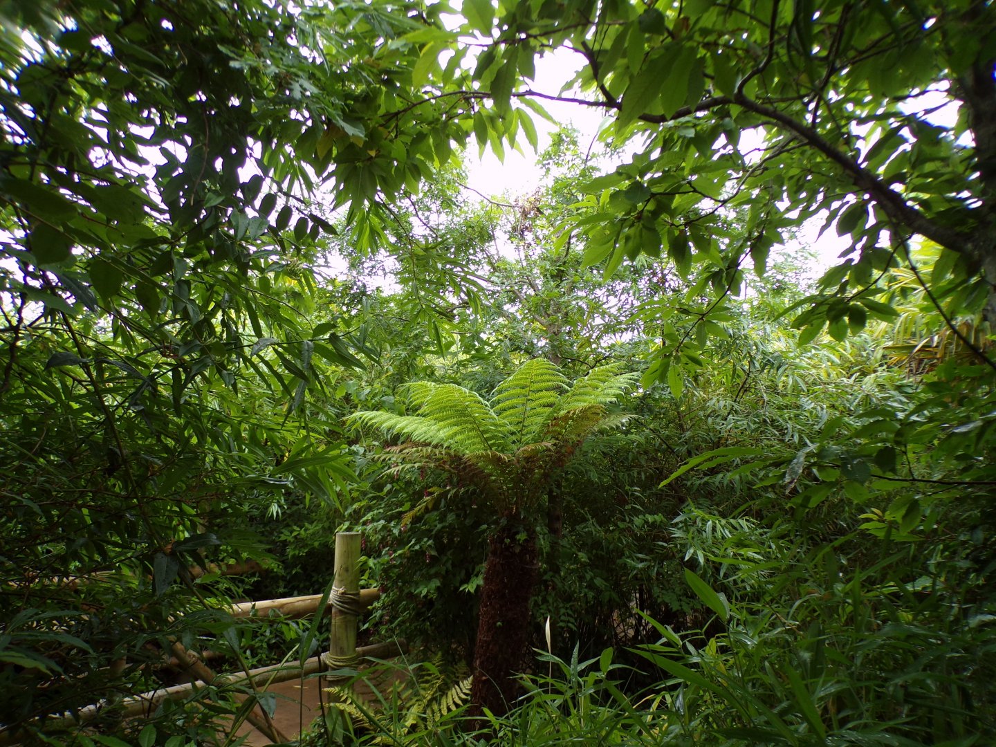 Sumatran bird walkthrough aviary 29.6.24