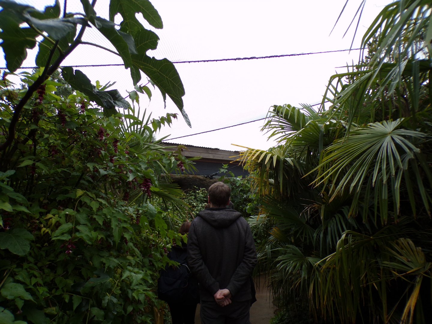 Sumatran bird walkthrough aviary 29.6.24