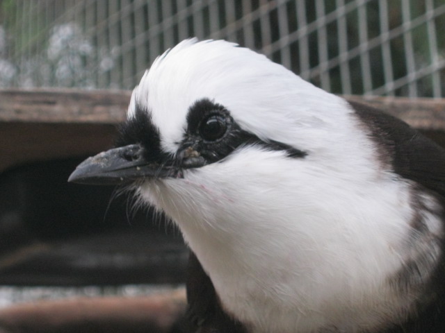 Sumatran Black and White Laughing Thrush.