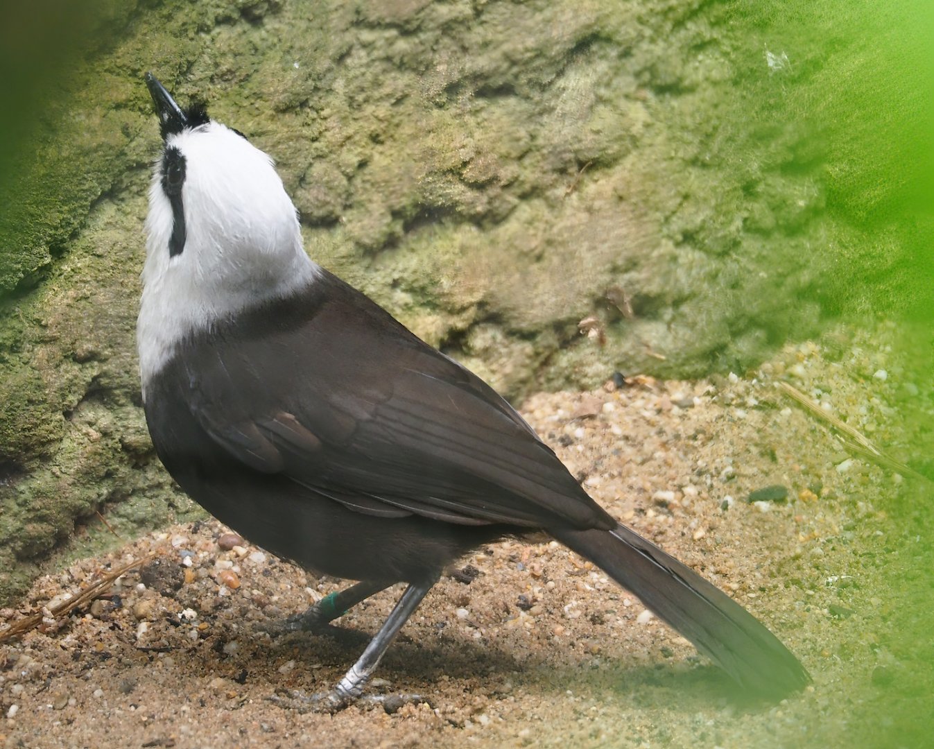 Sumatran Black-and-white laughingthrush (Garrulax bicolor), 2023-07-08