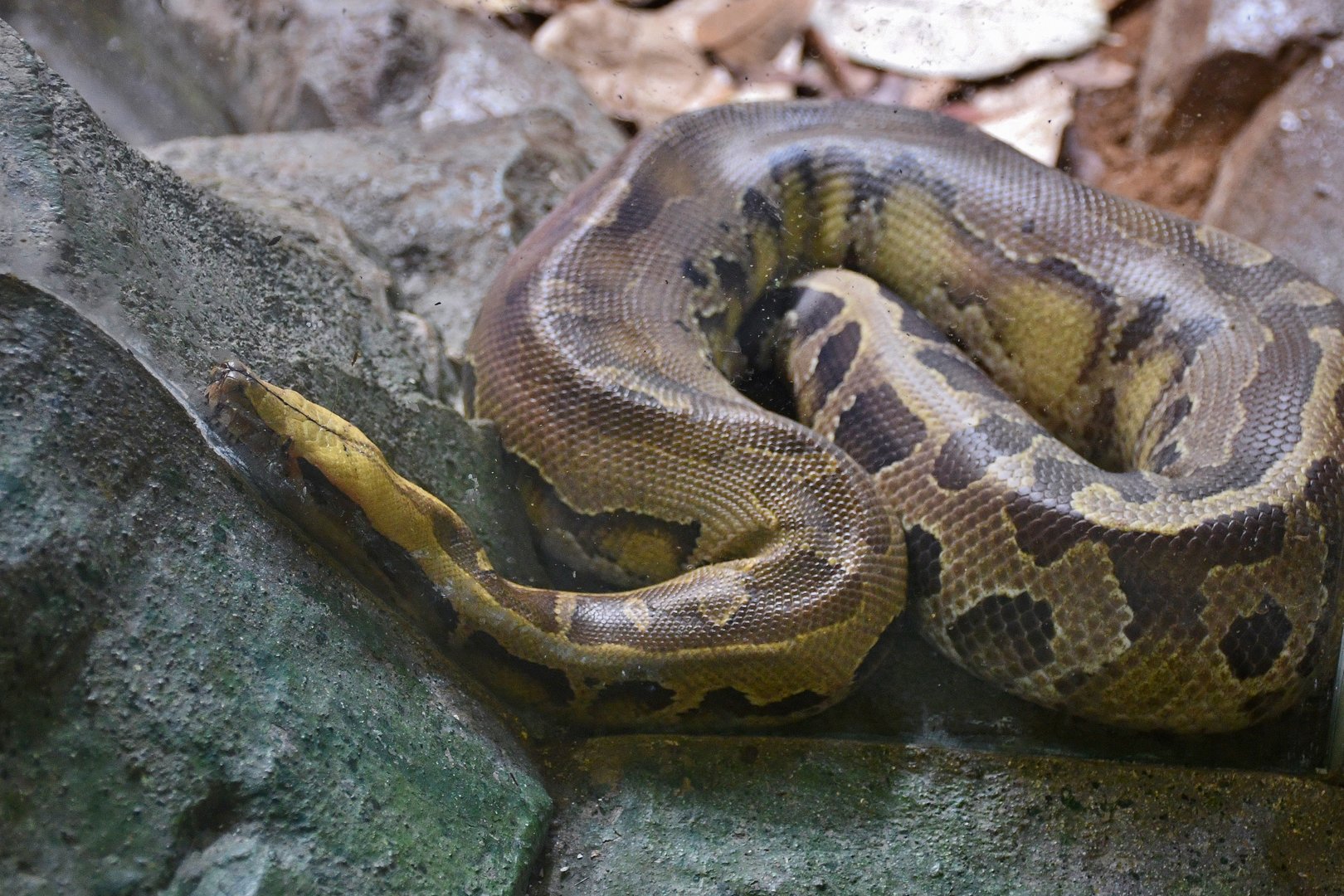 Sumatran Blood Python (Python brongersmai)
