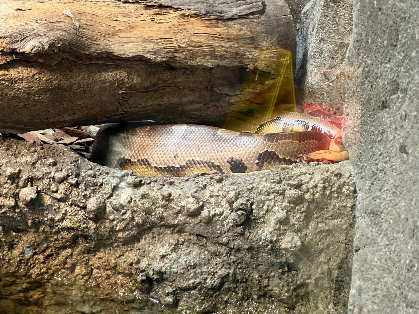 Sumatran Blood Python