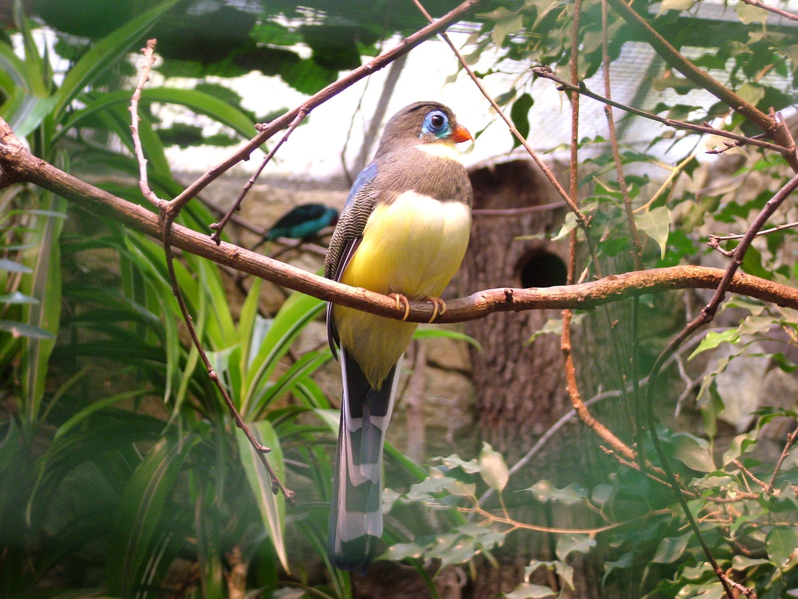 Sumatran Blue-tailed Trogon (Apatharpactes macklotti) at Walsrode 2007