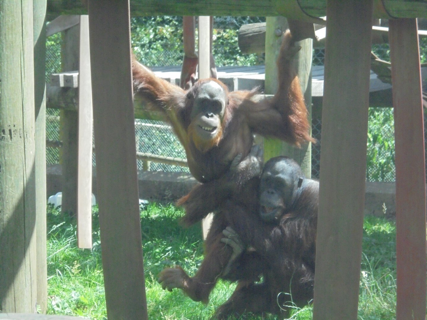 Sumatran/Bornean Orangutans playing.