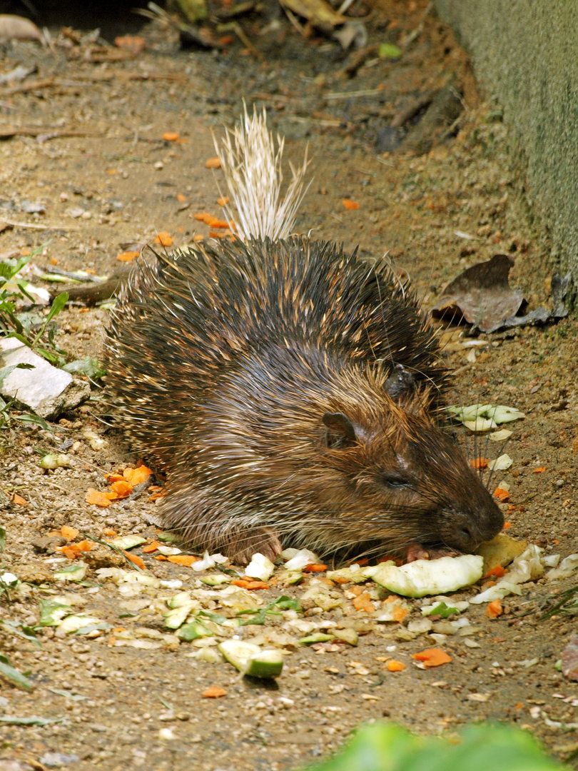 Sumatran brush-tailed porcupine