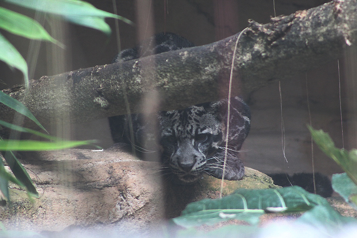 Sumatran clouded leopard (Neofelis diardi diardi)