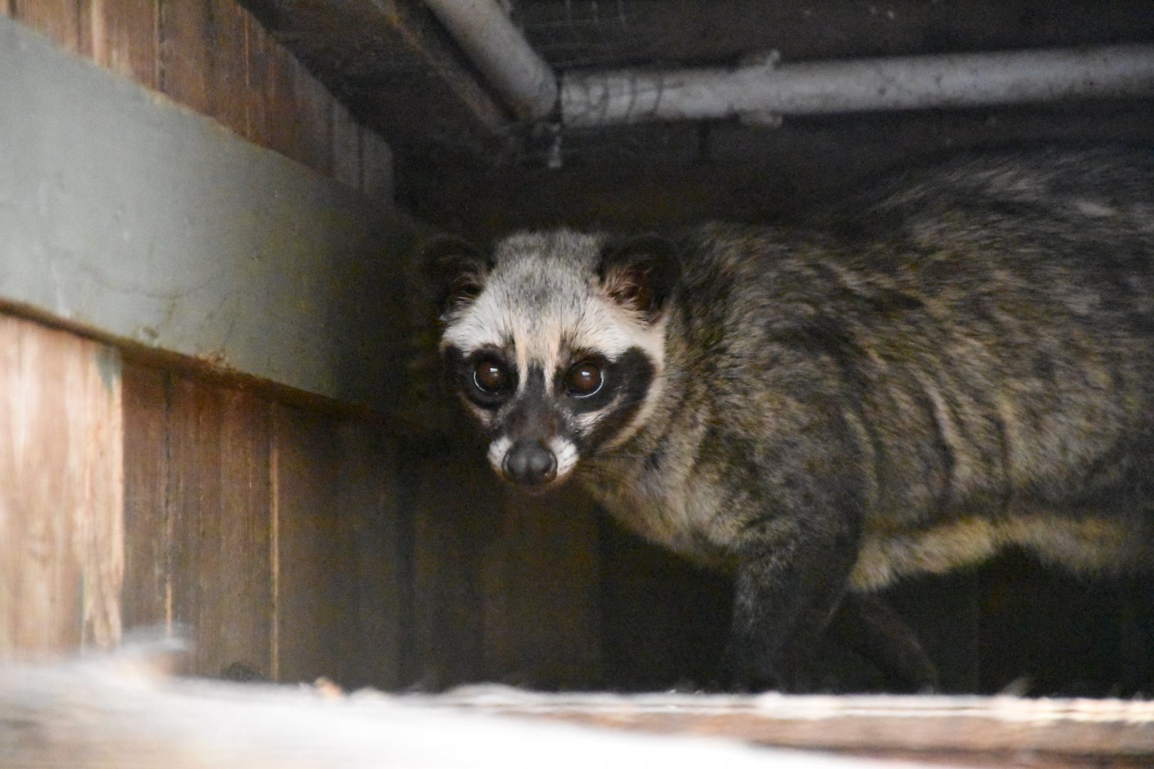 Sumatran Common palm civet