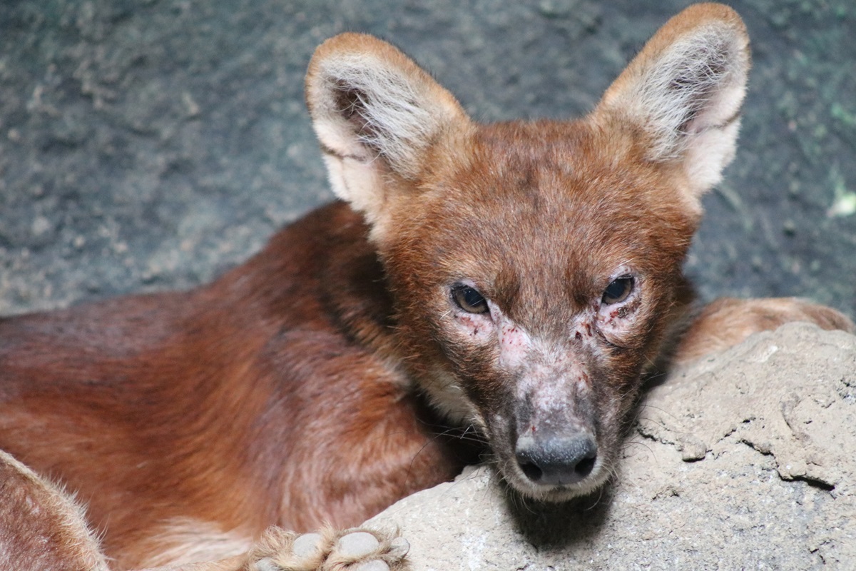 Sumatran Dhole (Cuon alpinus sumatrensis)