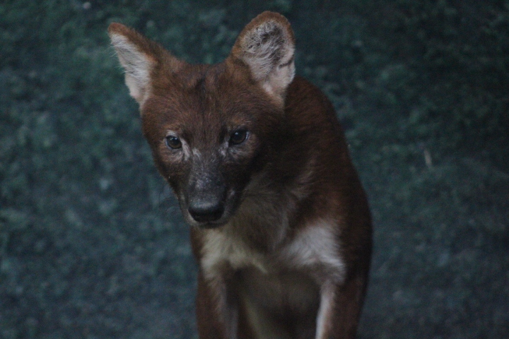 Sumatran dhole (Cuon alpinus sumatrensis)