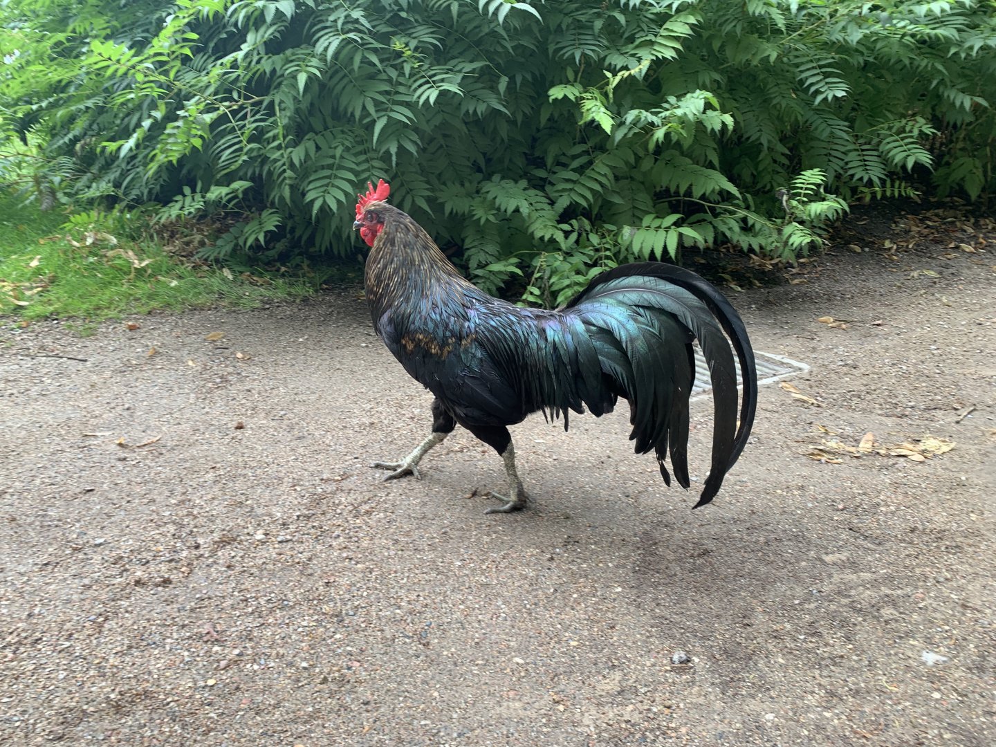 Sumatran domestic rooster