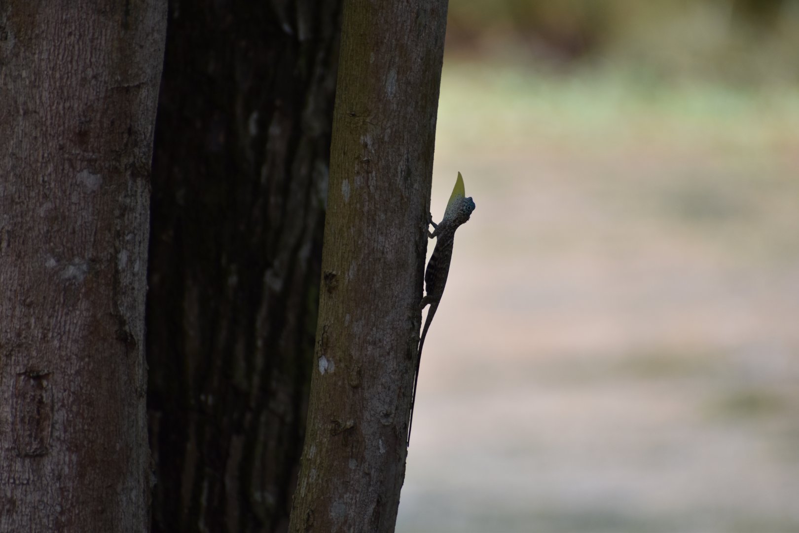 Sumatran Draco Lizard ~ Singapore Botanic Gardens