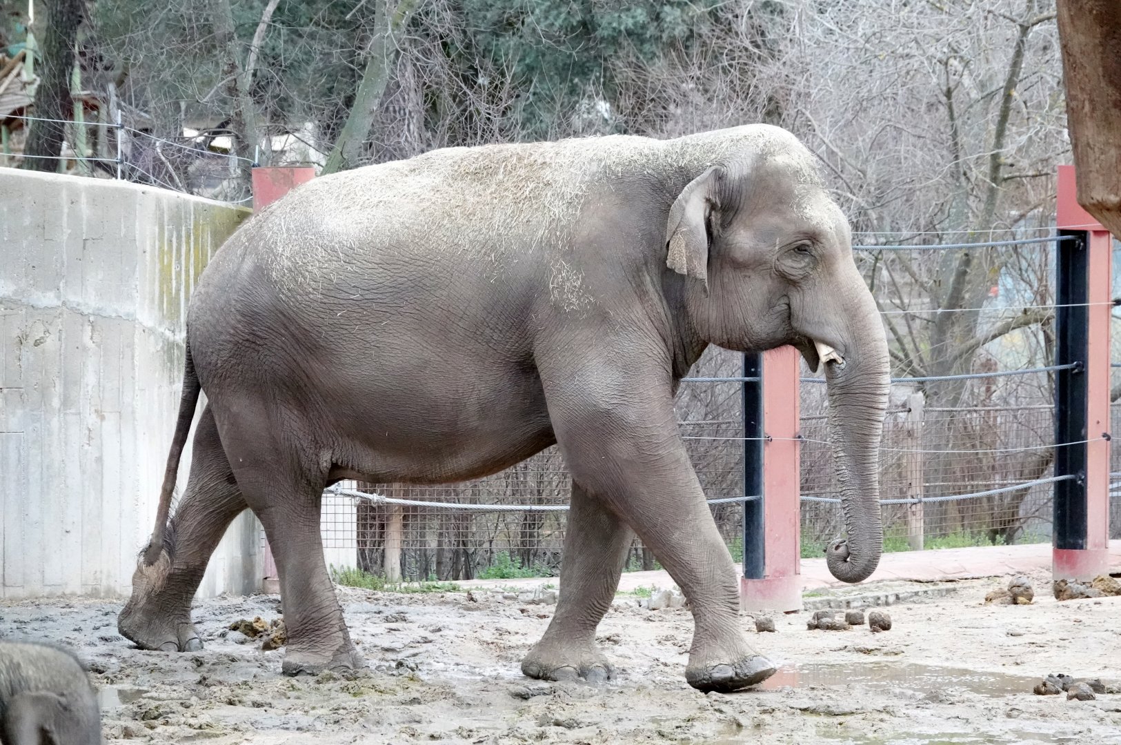 Sumatran elephant bull